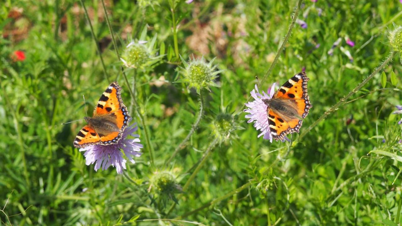 Urlaub Im Naturgarten Bergneustadt Exterior photo